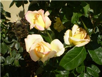 6d1c572a-Picture 2686.jpg